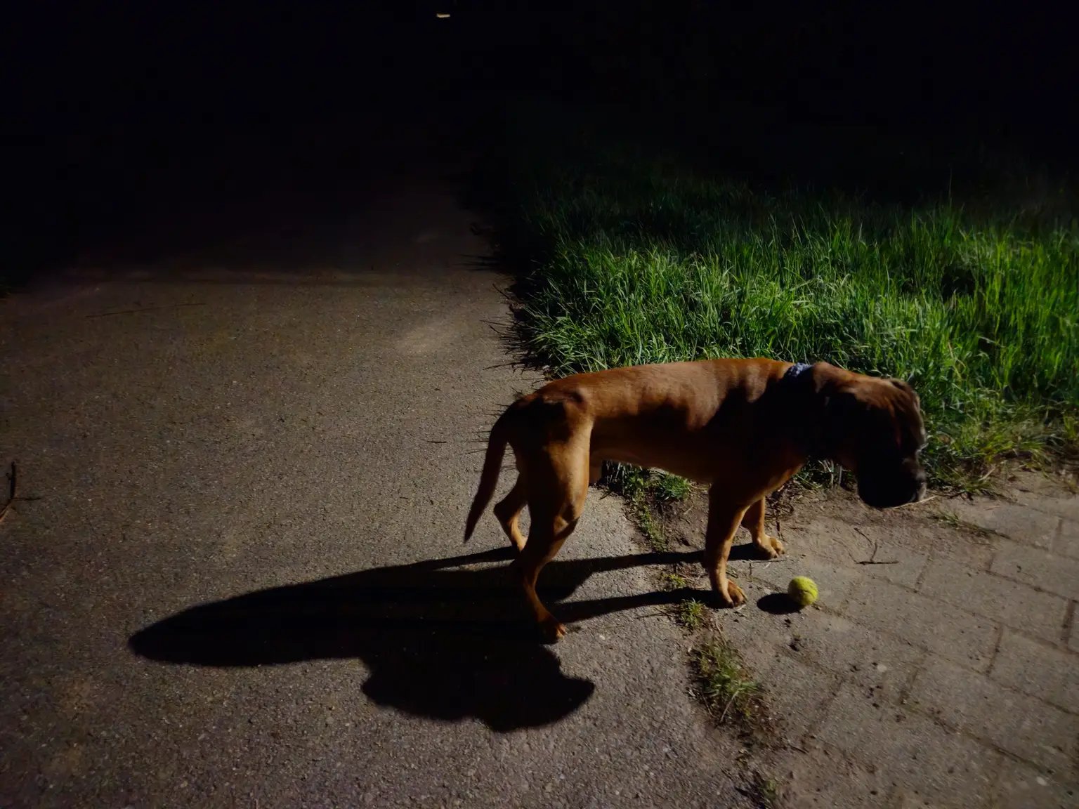 Peter, Tiersitter in Wiesloch, Foto 2