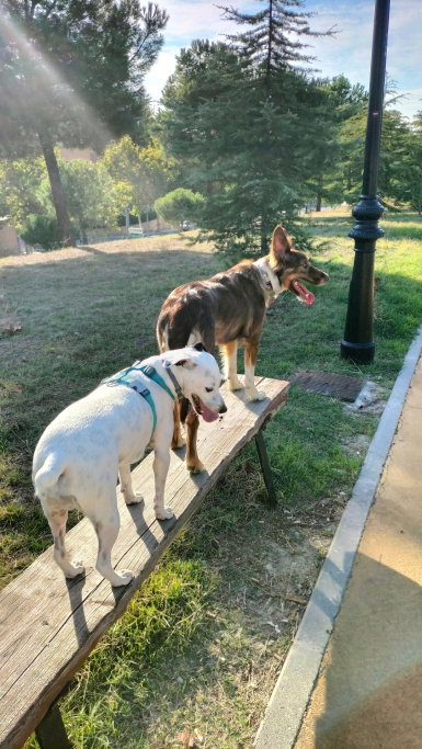 Carmen, pet sitter in Gouda, photo 2