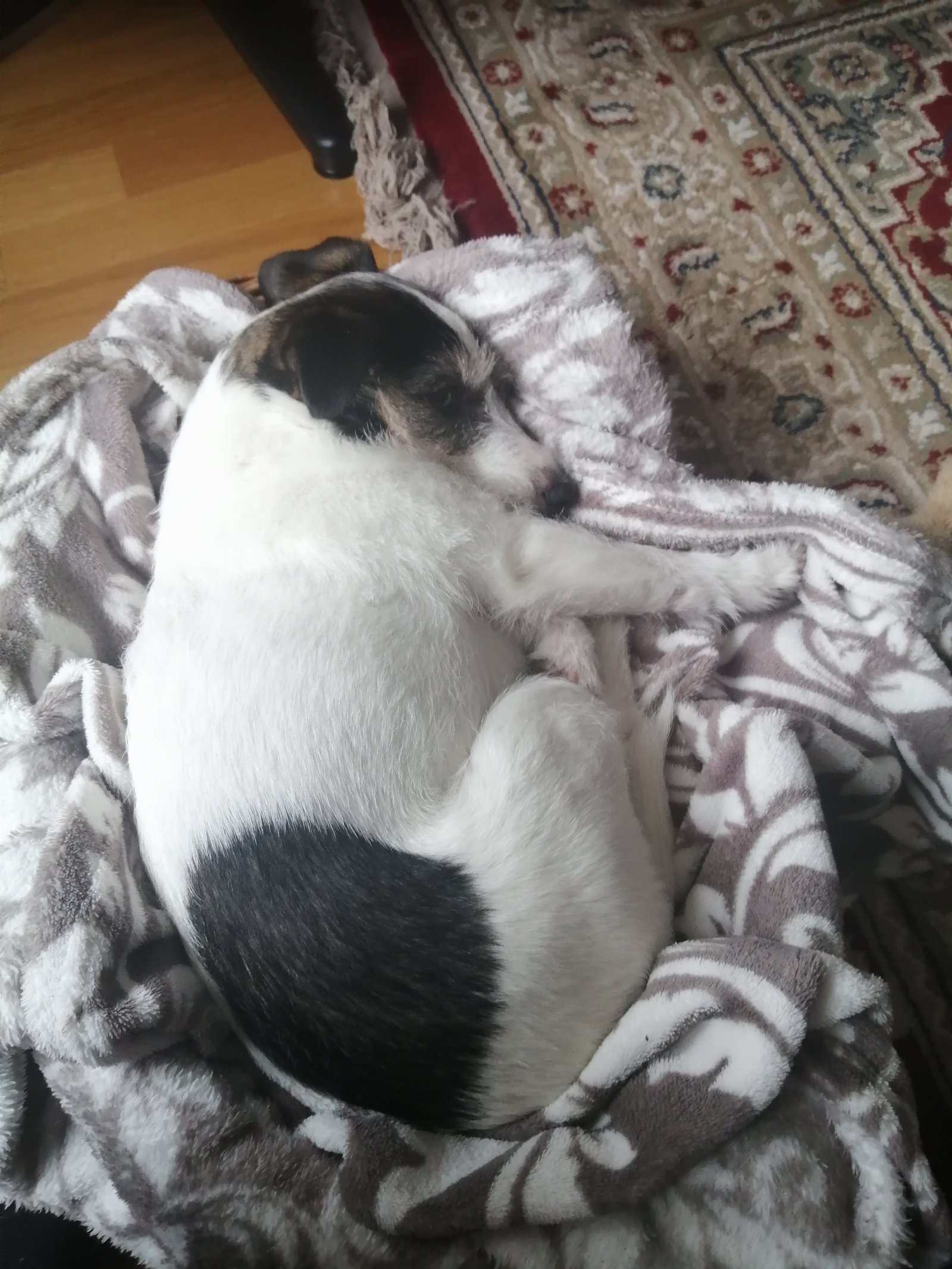 Kim, dierenoppas in Barendrecht, foto 4