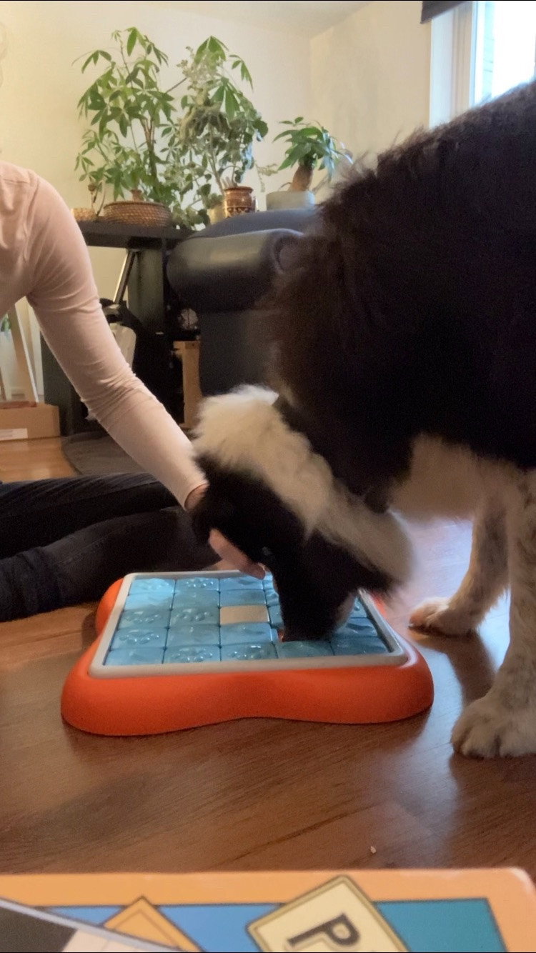 Hanna, pet sitter in Amsterdam, photo 3
