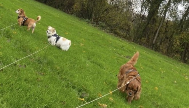 Fleur, pet sitter in Nederhemert, photo 4