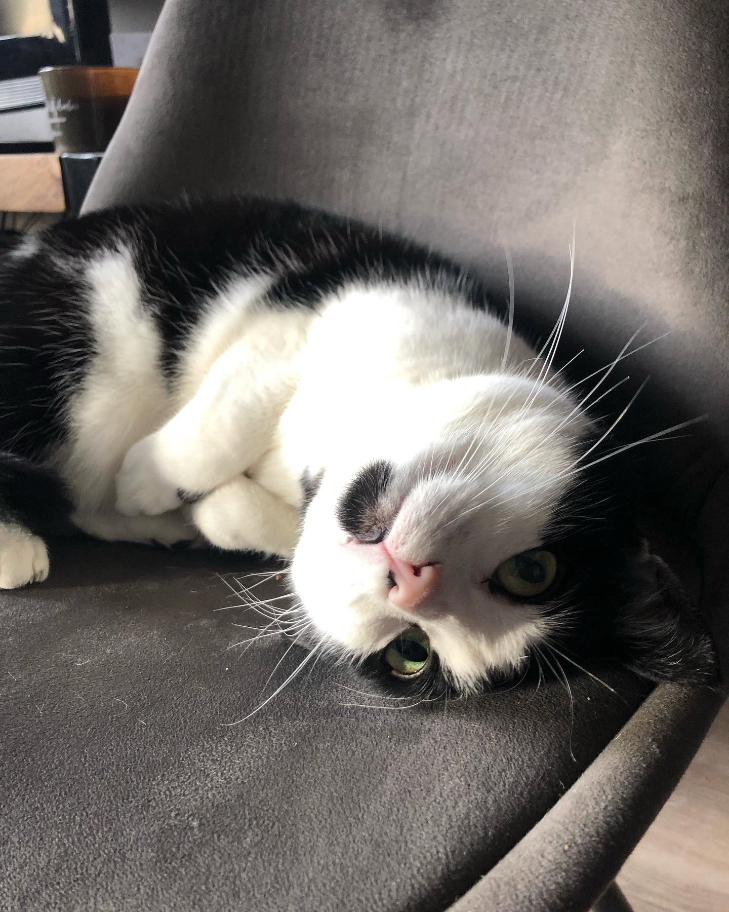 Lesley, pet sitter in Alphen aan den Rijn, photo 2