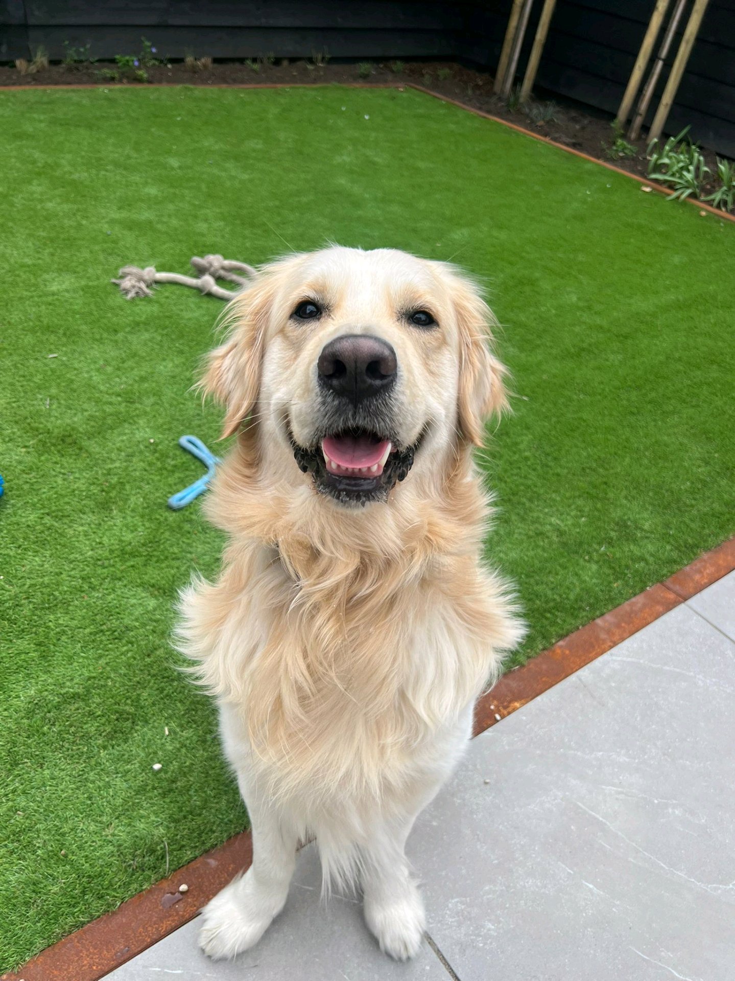 Jennifer, pet sitter in Diemen, photo 2