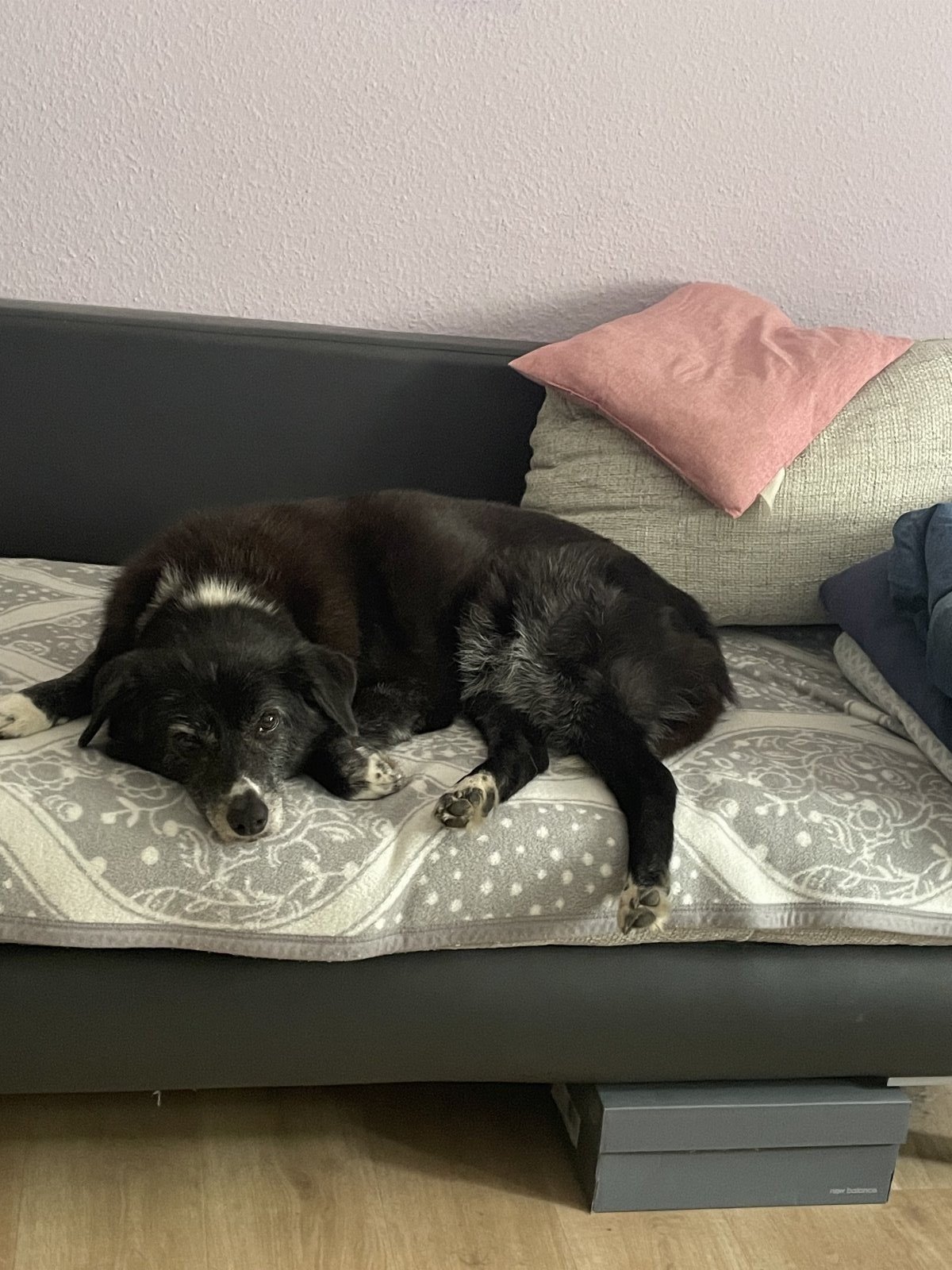 Deepika, pet sitter in Mannheim, photo 4