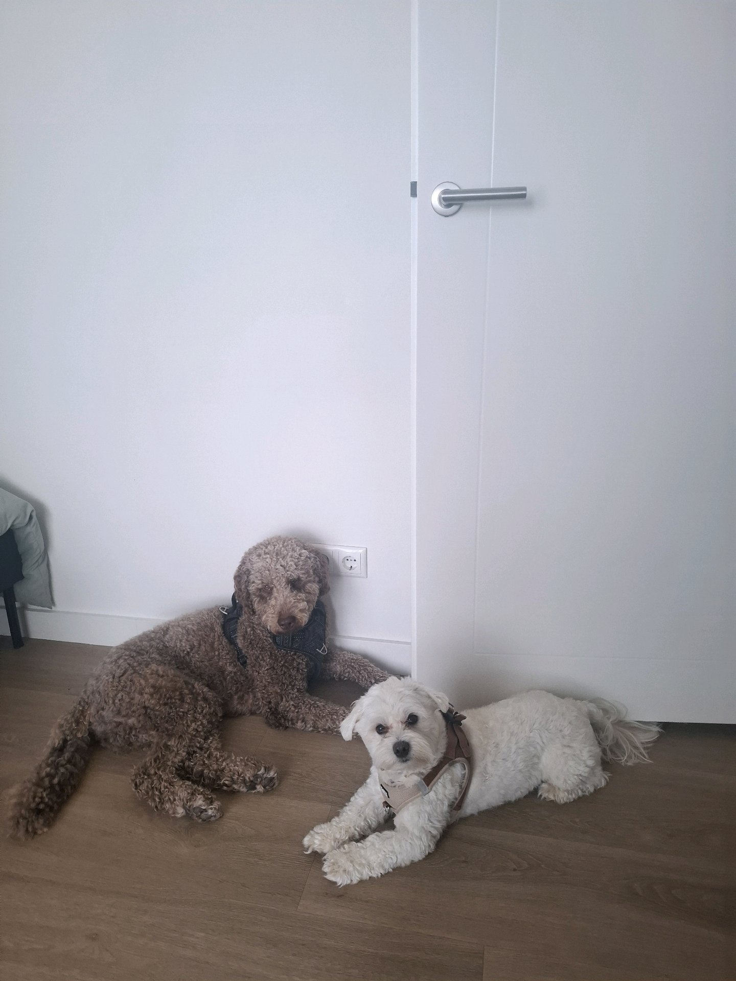 Paul, pet sitter in Den Haag, photo 4