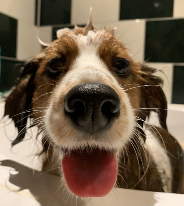 Janna, pet sitter in Maastricht, photo 1