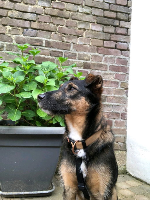 Rick, pet sitter in Sittard, photo 3