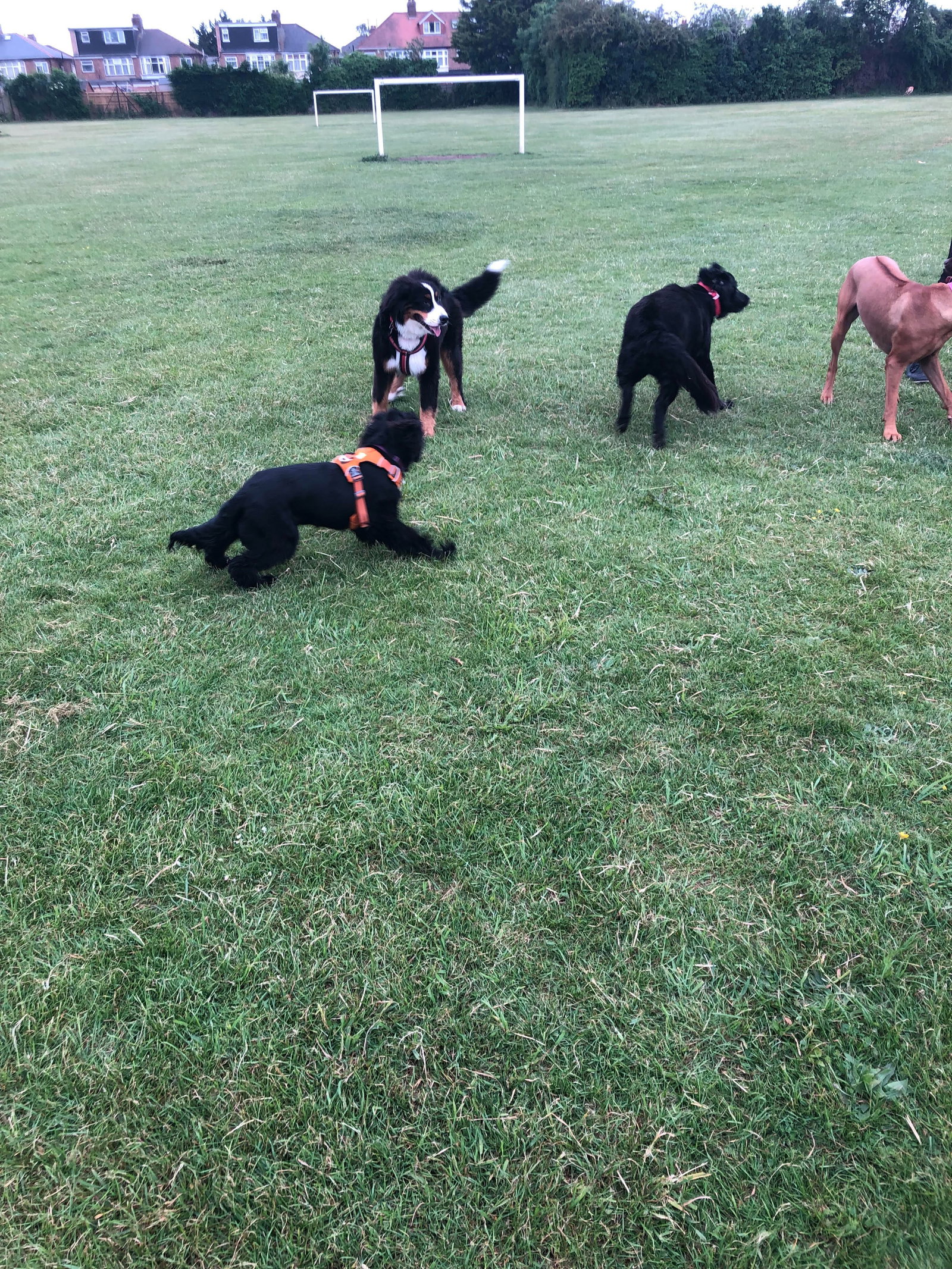 Lourdes, pet sitter in 's-Gravenhage, photo 3