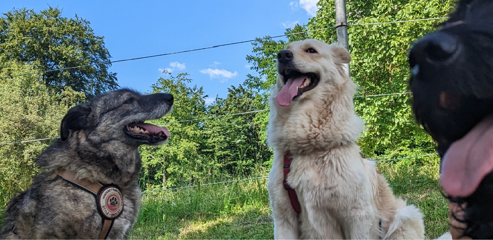 Jana, pet sitter in Bonndorf im Schwarzwald, photo 2