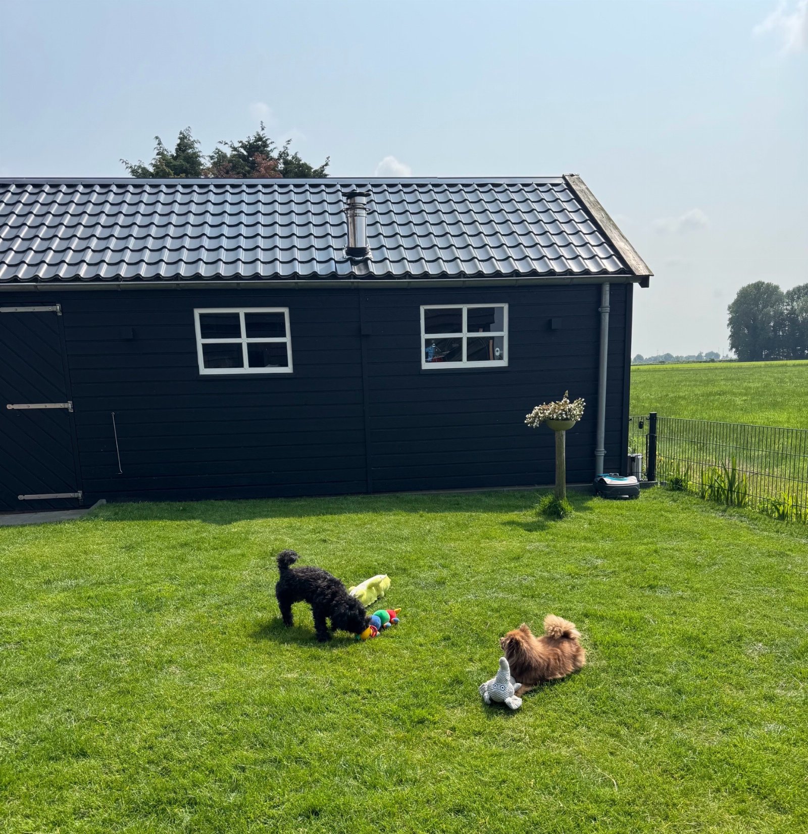 Nicole, pet sitter in Oudenhoorn, photo 4