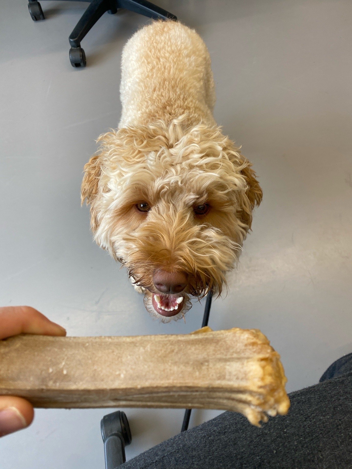 André, pet sitter in Amsterdam, photo 4