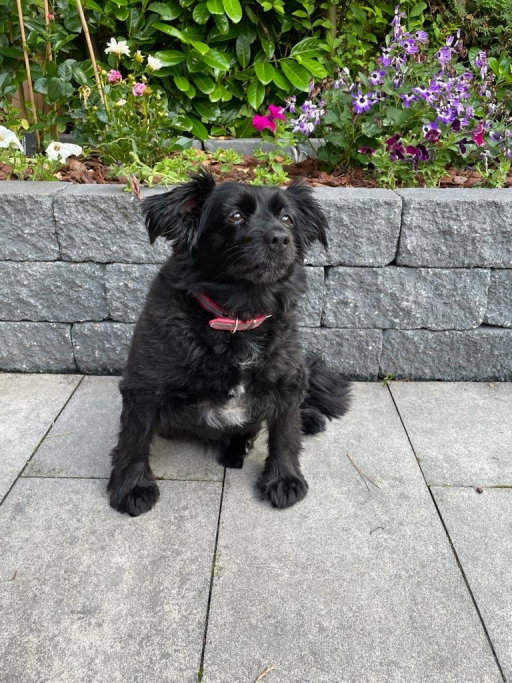 Christian & Esther, pet sitter in Hoofddorp, photo 1