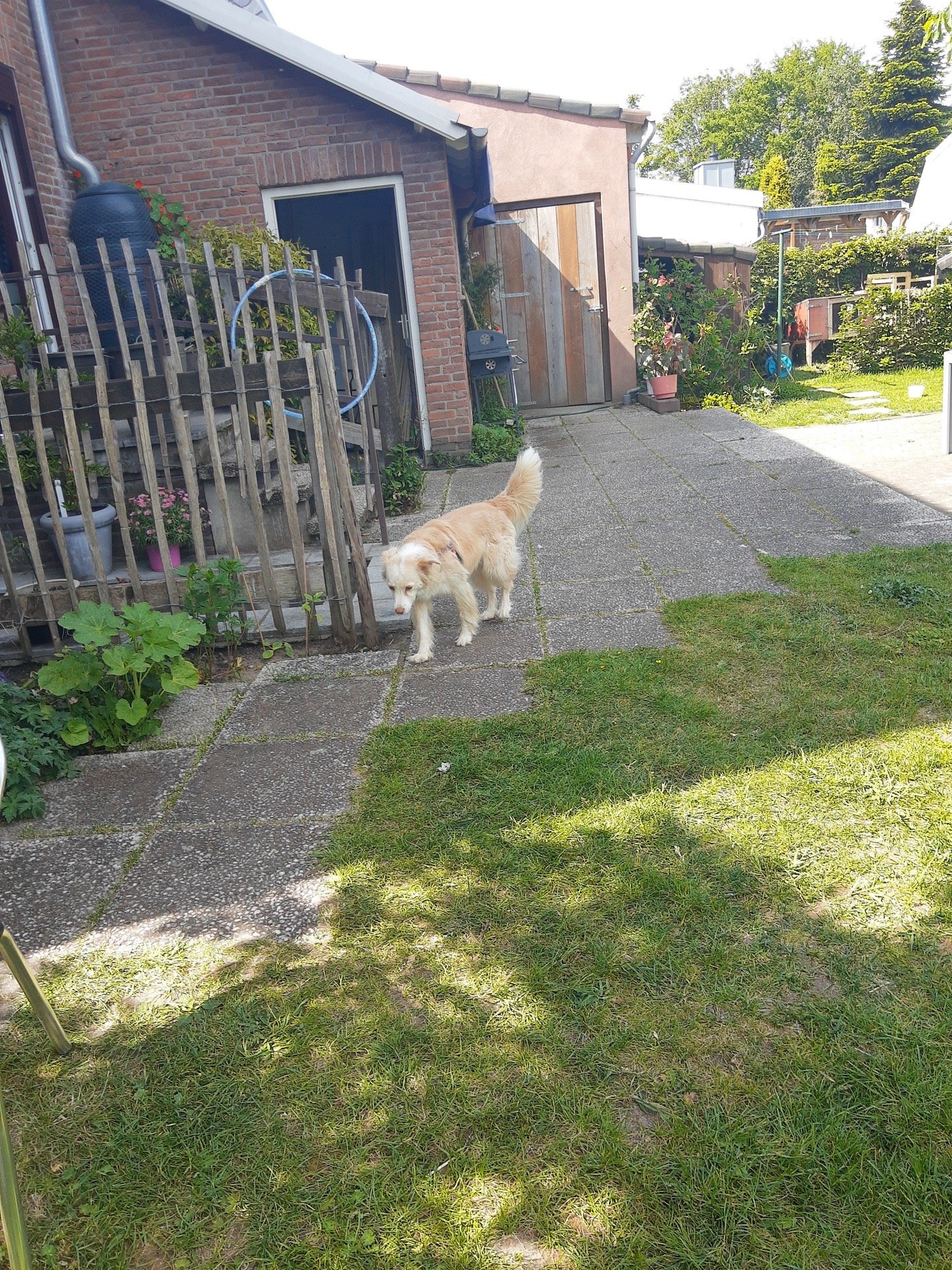 Barbara, pet sitter in Emmerich, photo 3
