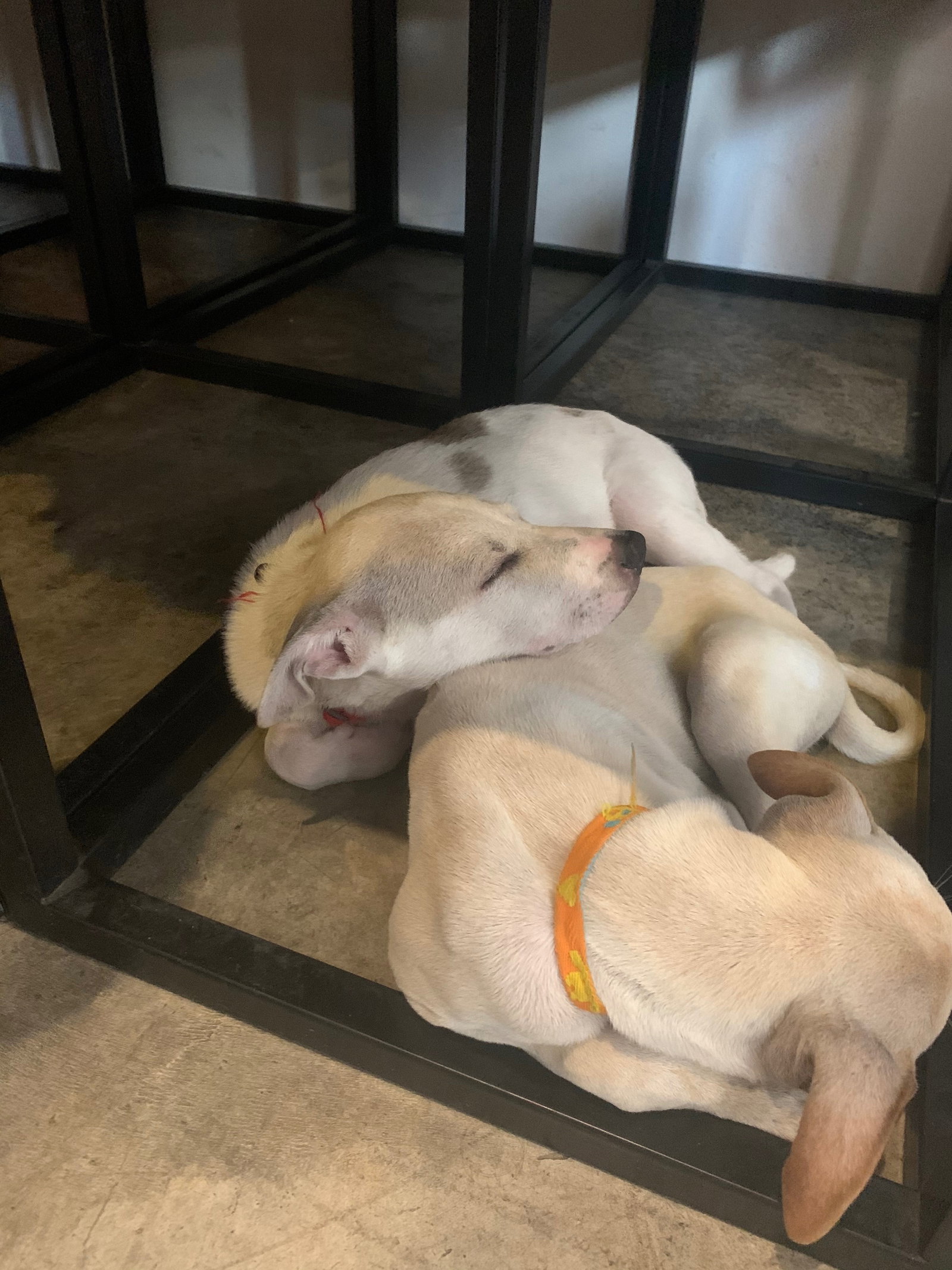 valerie, dierenoppas in Enschede, foto 3