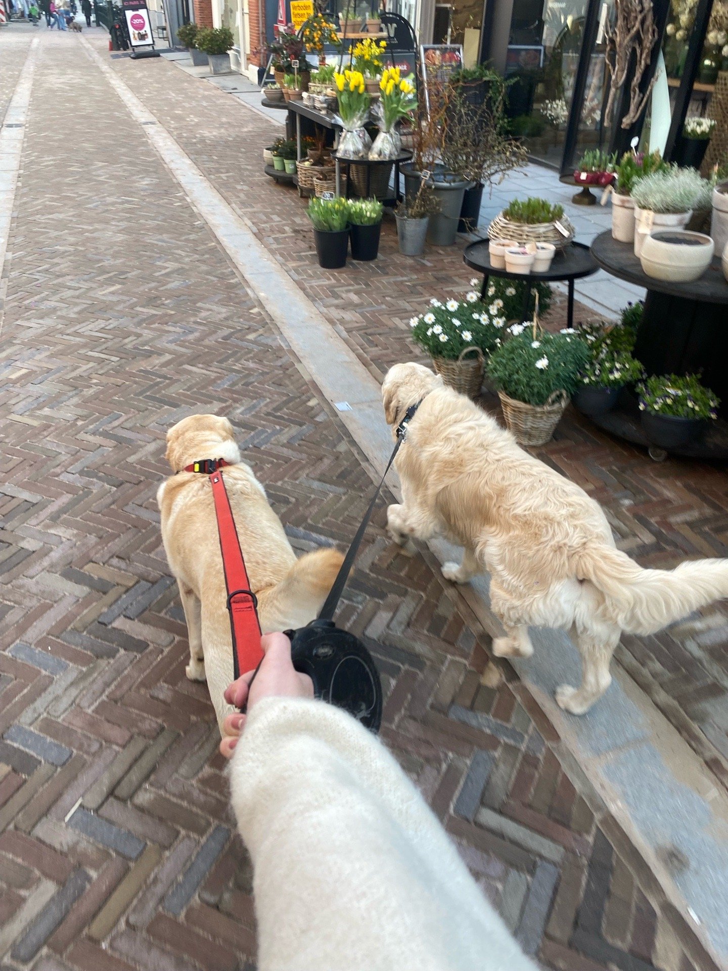 Naomi, pet sitter in Amsterdam, photo 3