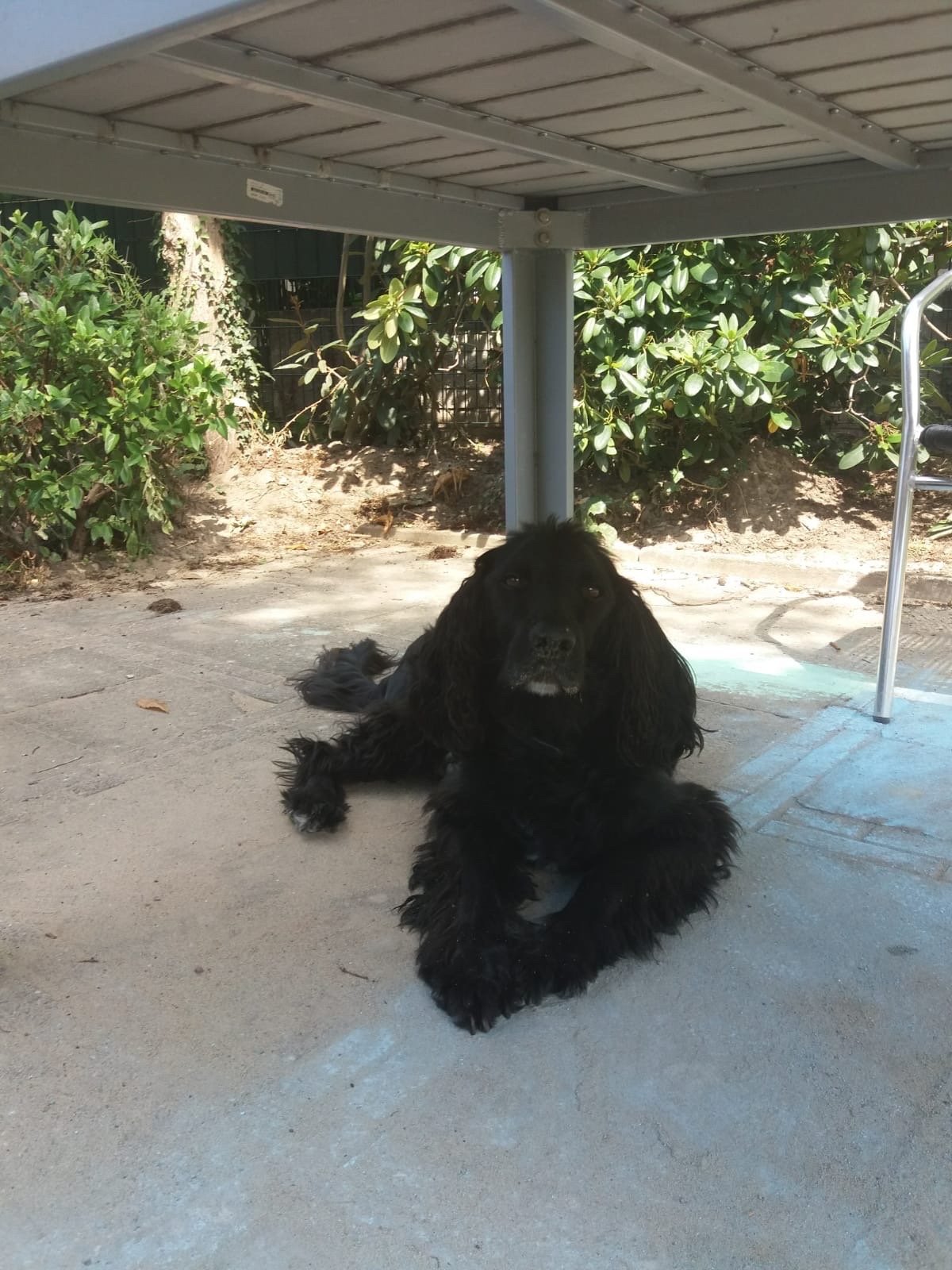 Barbara, pet sitter in Emmerich, photo 2
