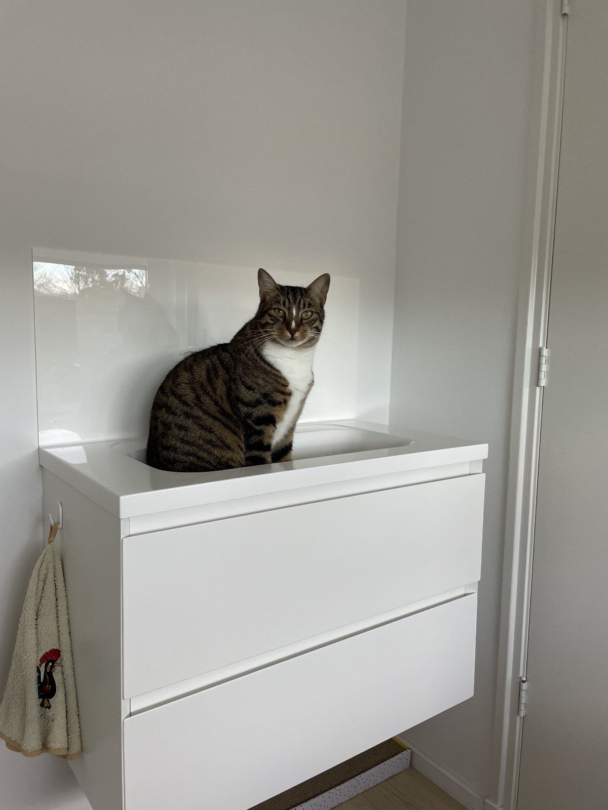 Anneloes, dierenoppas in Heemstede, foto 2