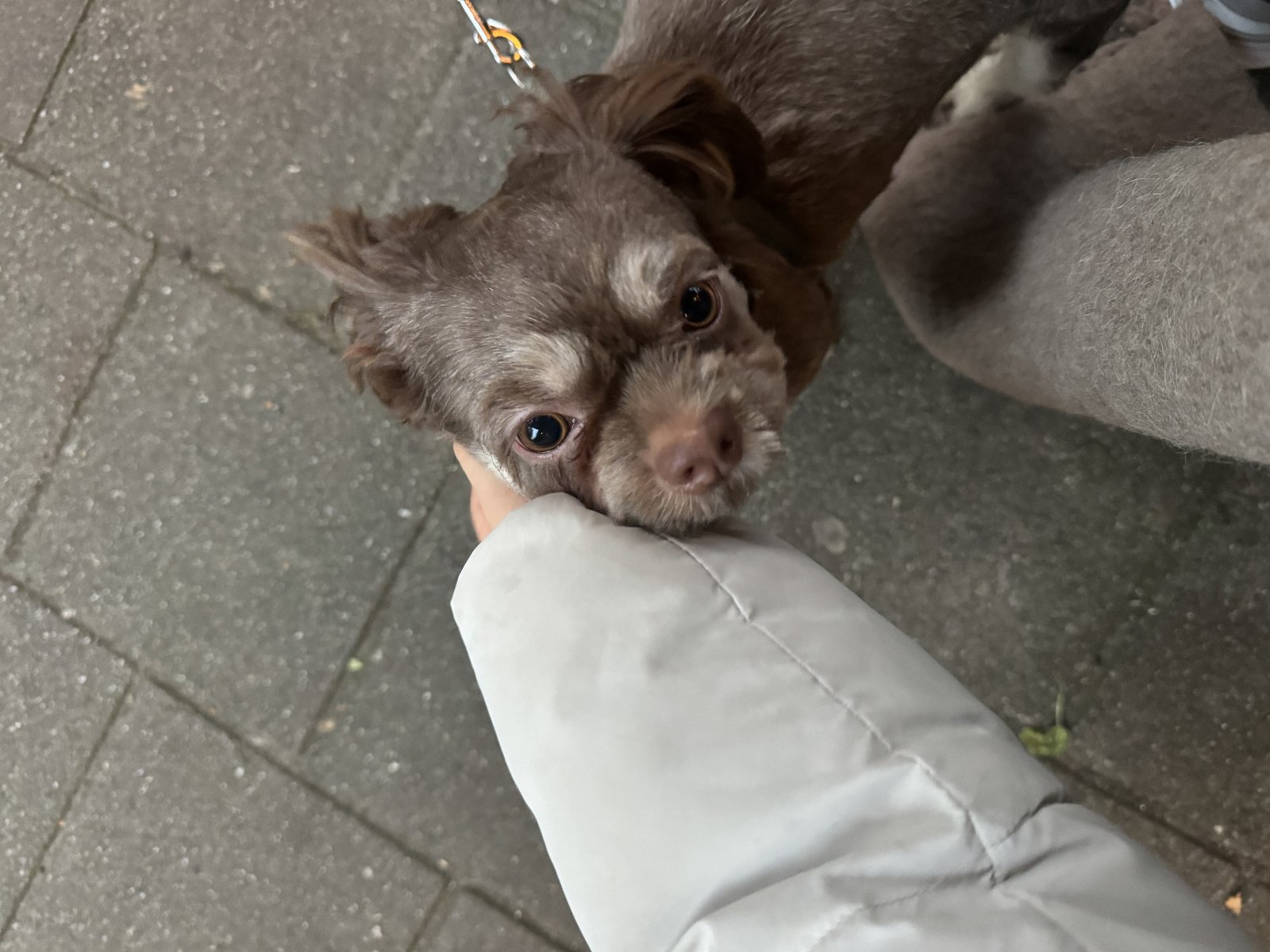 İrem, dierenoppas in Amsterdam, foto 1