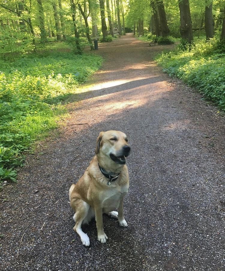 Chiara, pet sitter in Driehuis, photo 3