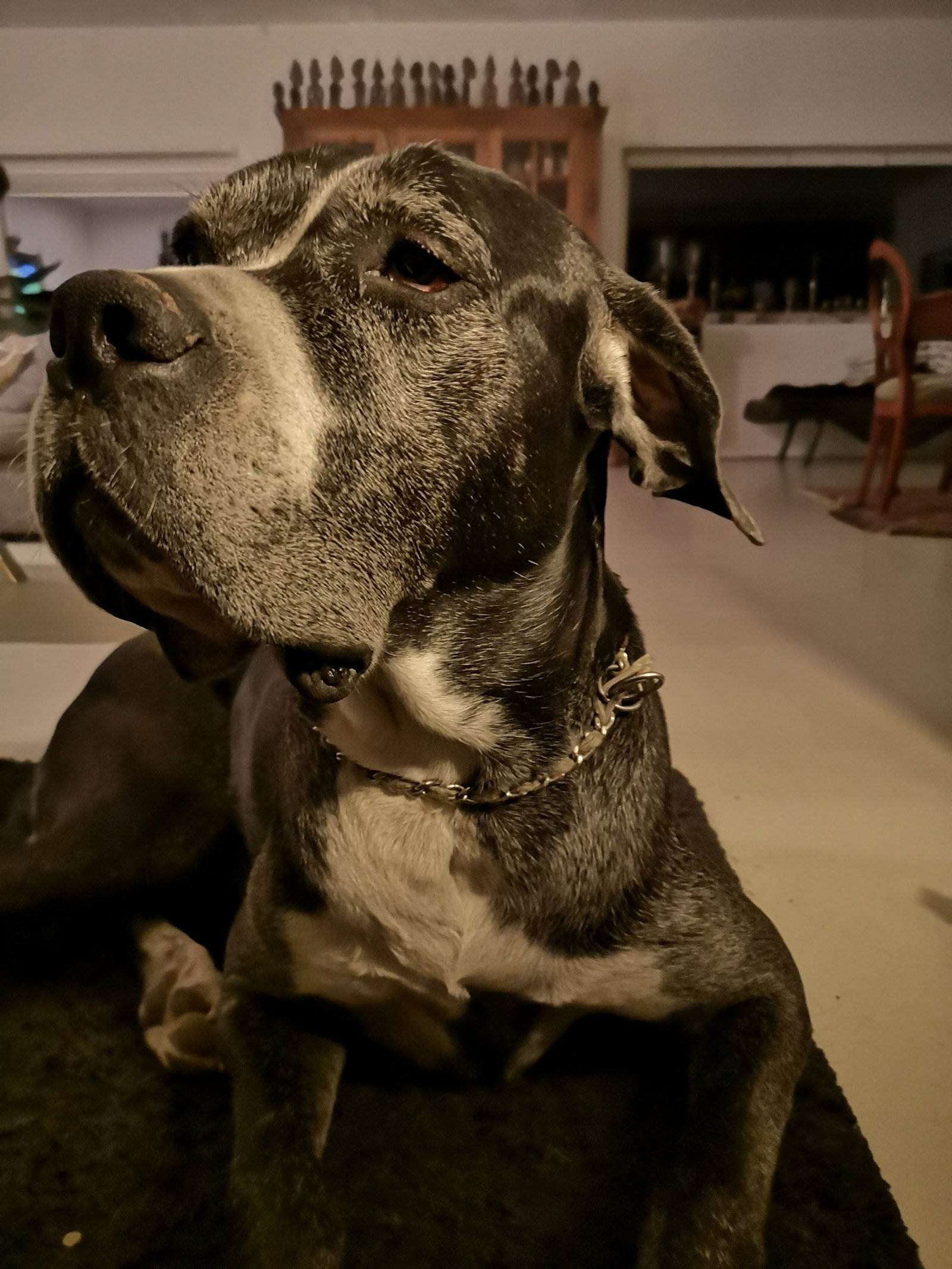 Edeltraud, pet sitter in Margraten, photo 2