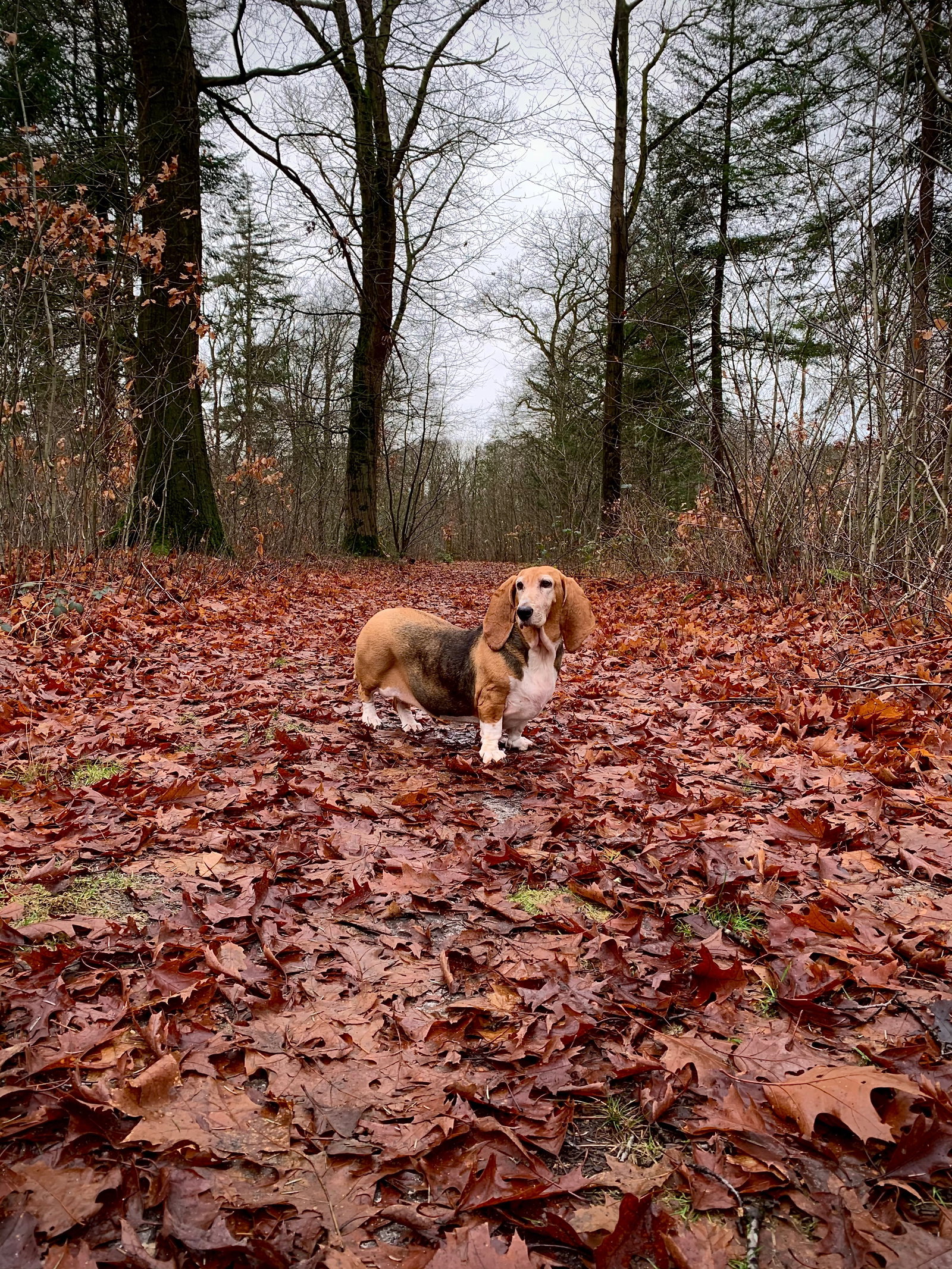 Robin, pet sitter in Amsterdam, photo 1