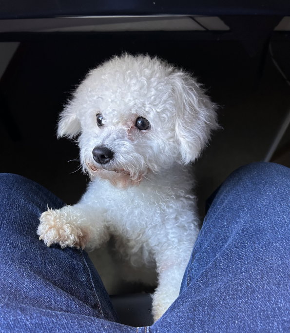 Kai, pet sitter in Amsterdam, photo 5