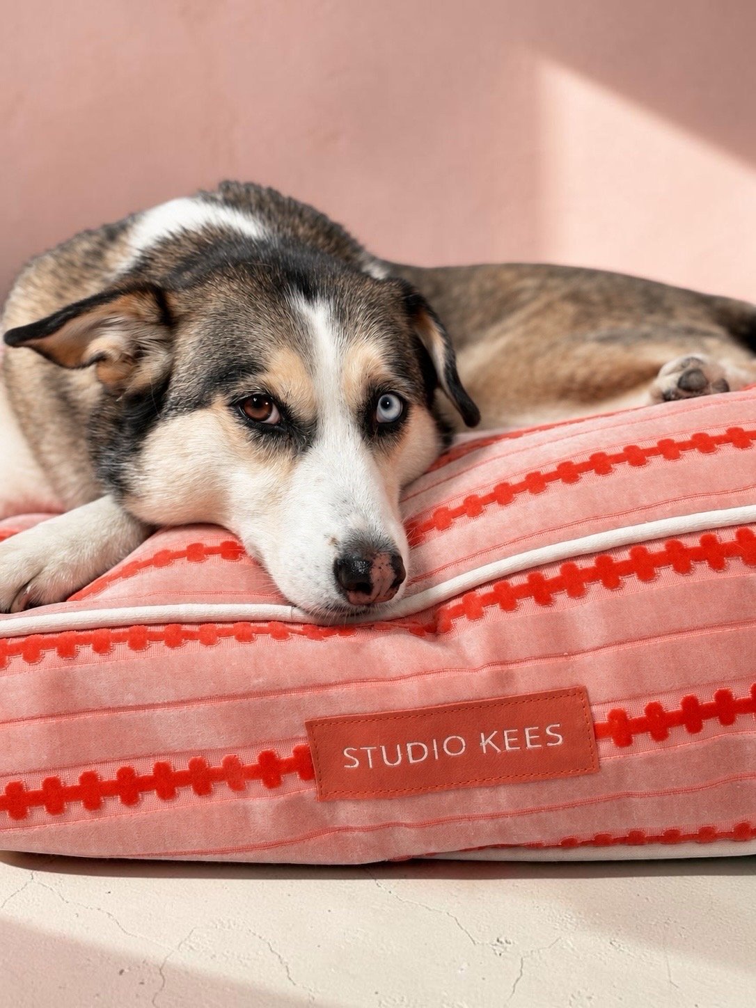 Jesse, pet sitter in Breda, photo 5