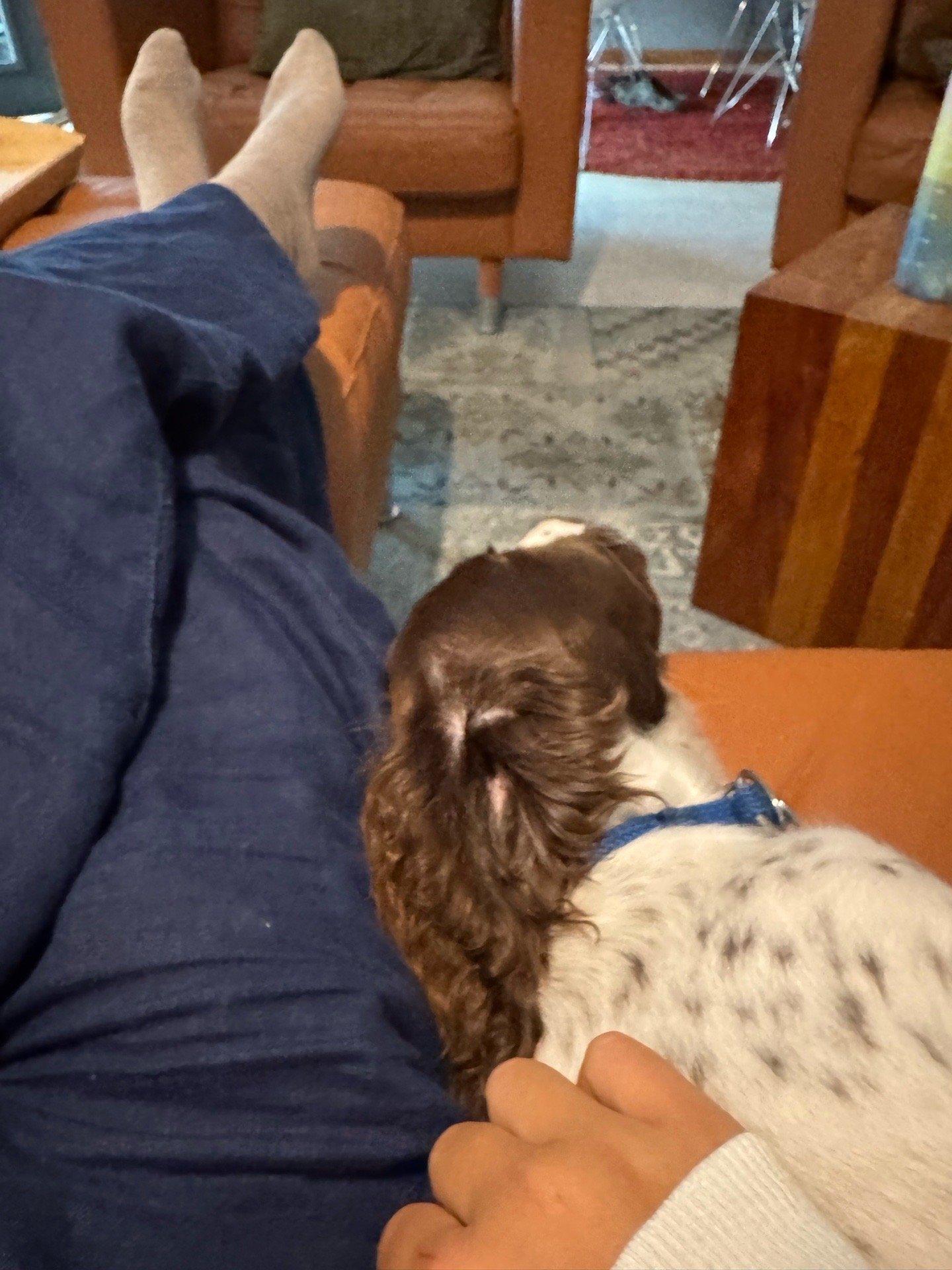 Meimei, pet sitter in Almere, photo 3