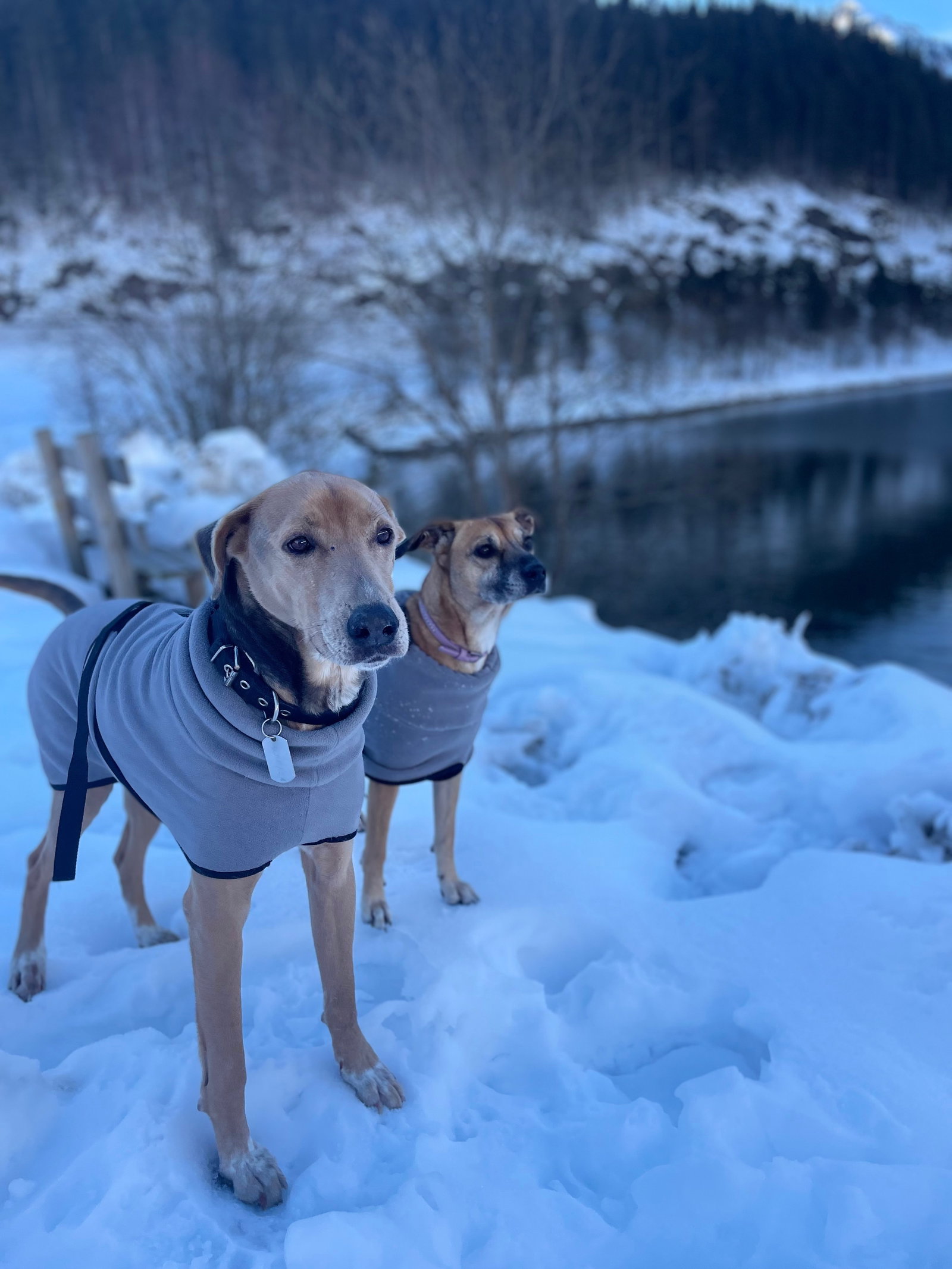 Emily, pet sitter in München, photo 3