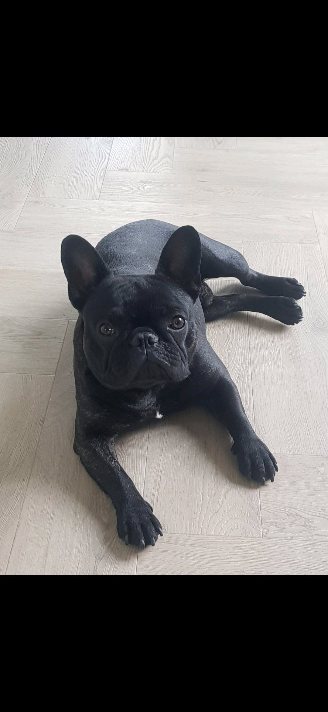 Yannick, pet sitter in Zaandam, photo 2