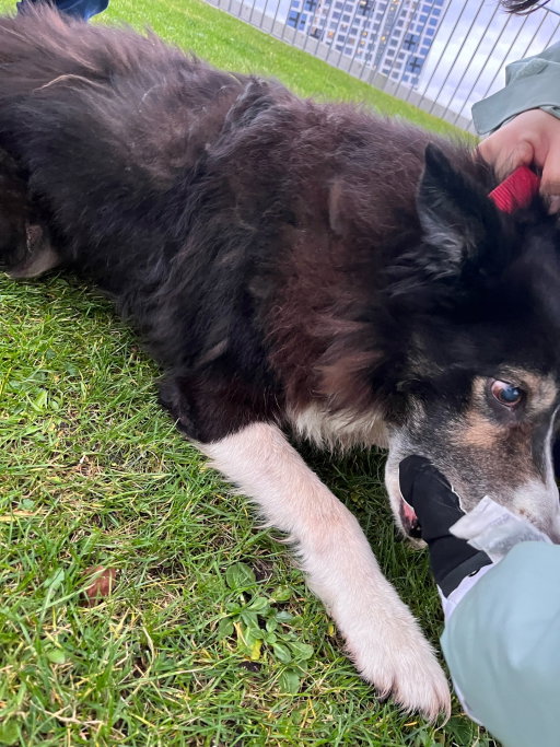 Crace, pet sitter in Nijmegen, photo 2