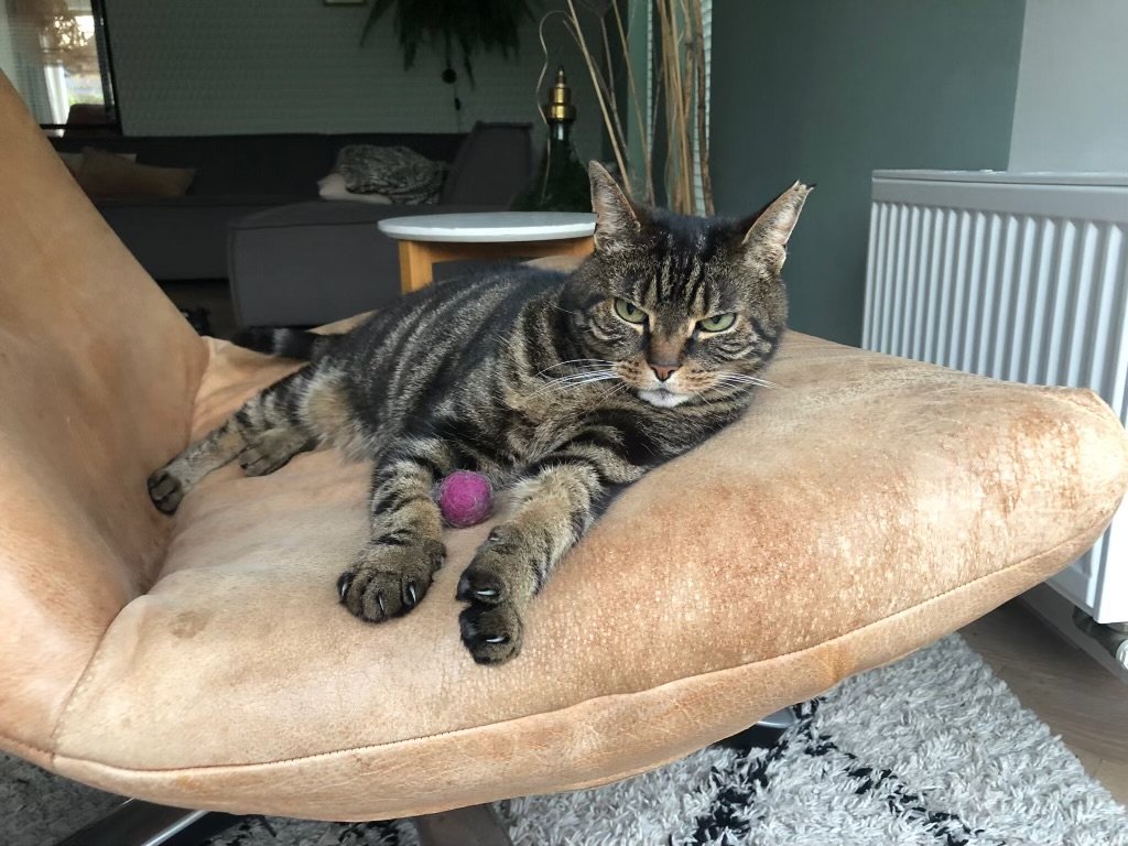 Richard, pet sitter in Dalfsen, photo 1