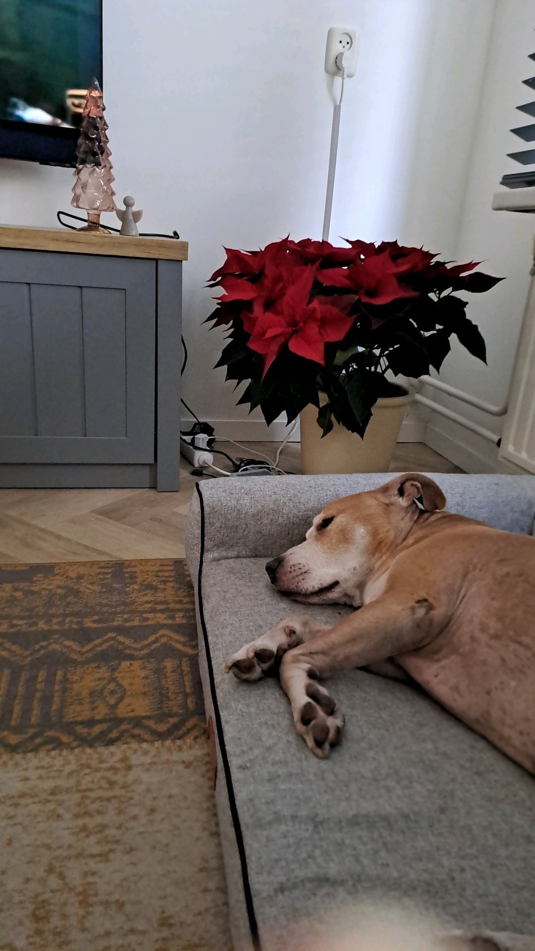 Josien, pet sitter in Koningslust, photo 1