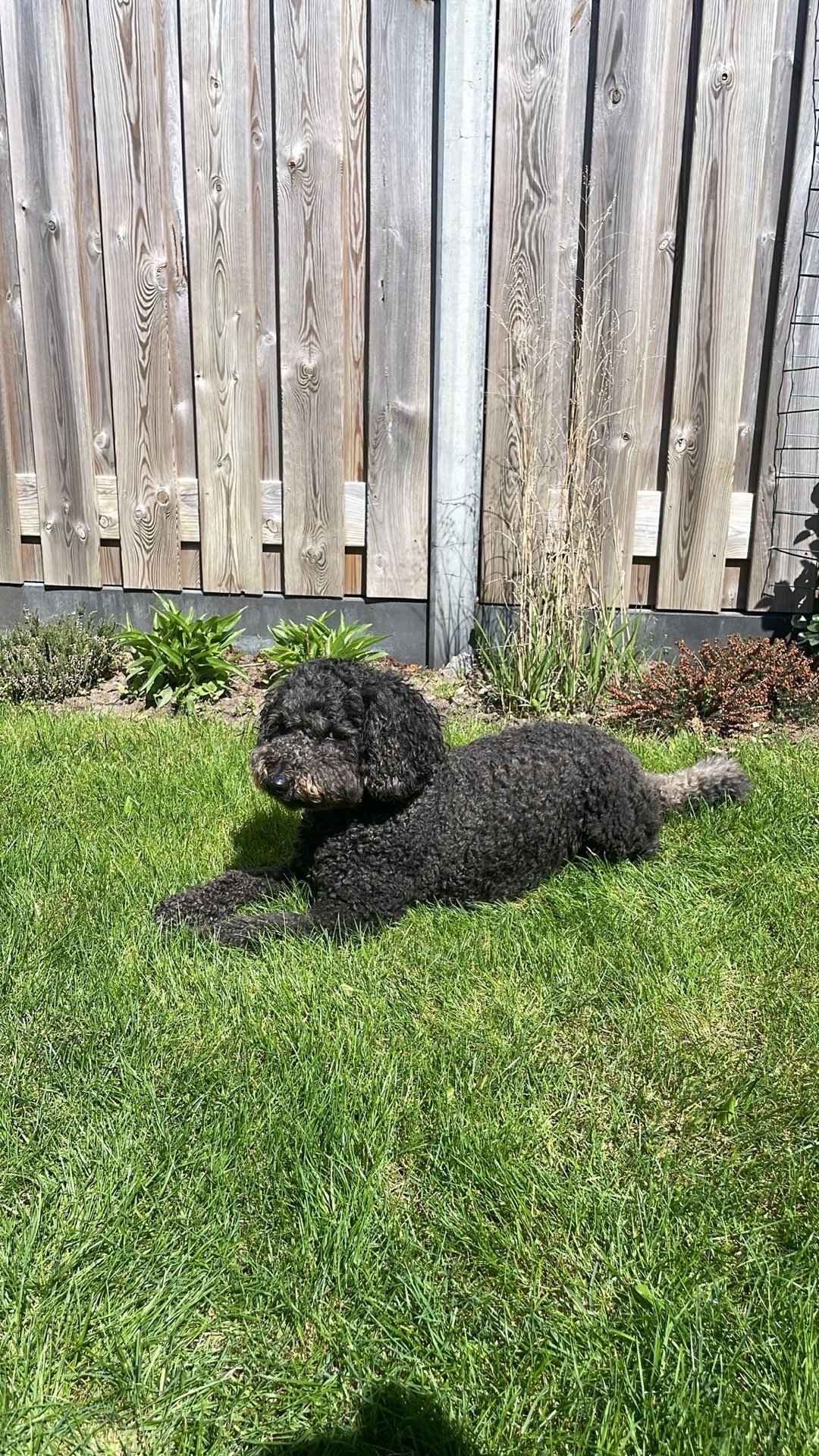 Gerlin, pet sitter in Den Haag, photo 3