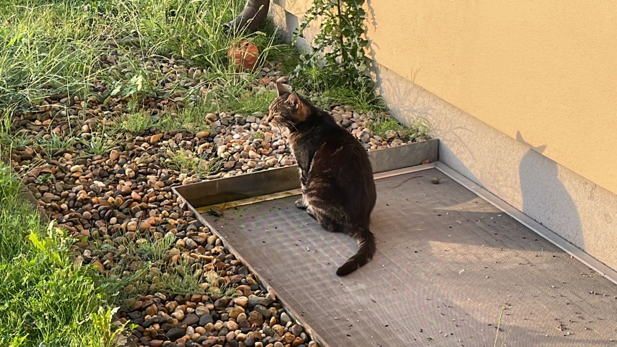 Jolina, Tiersitter in Berlin, Foto 3