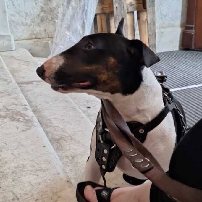 Khannea, pet sitter in Amsterdam, photo 5