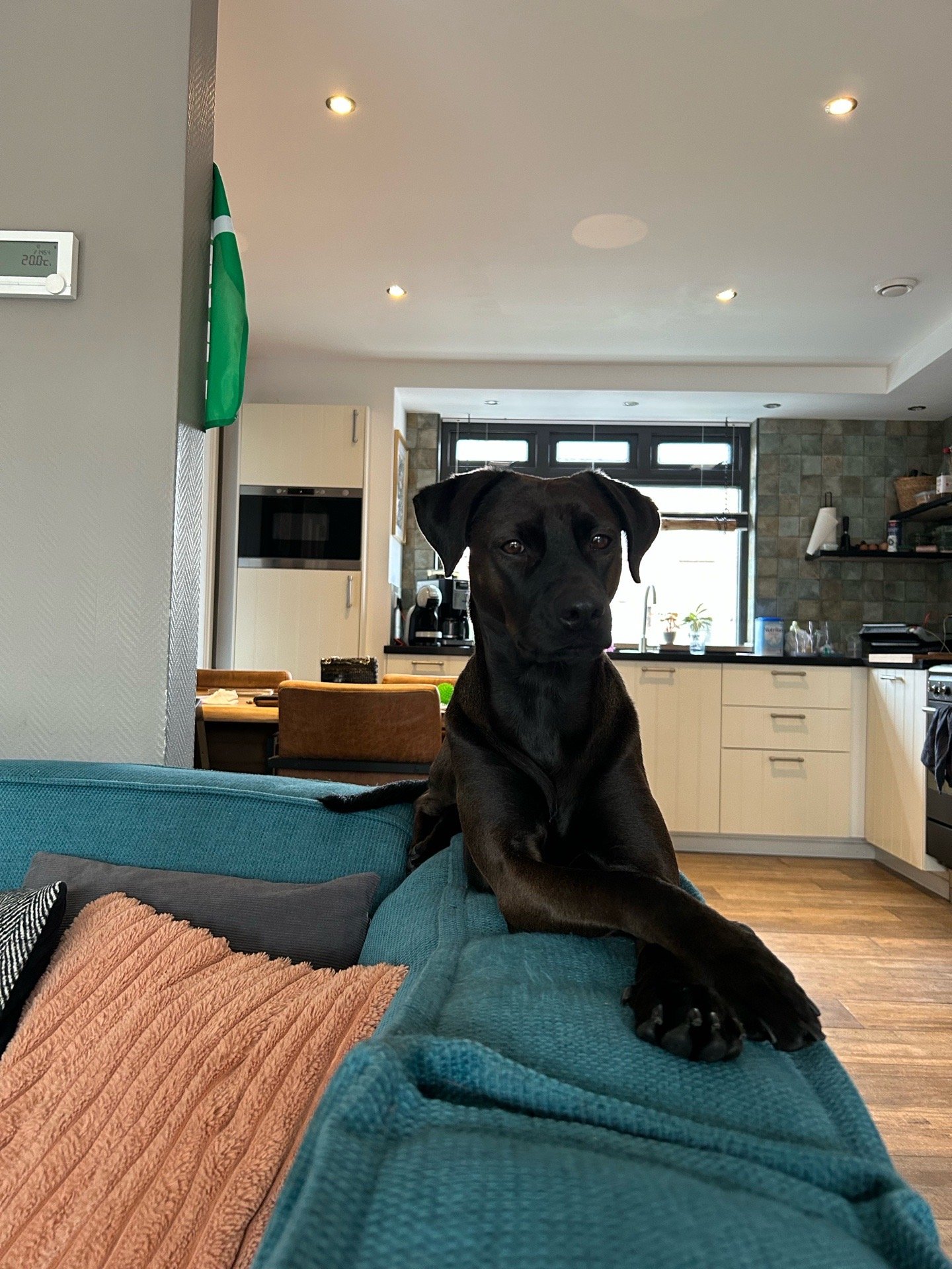 Esther, pet sitter in lisse, photo 4