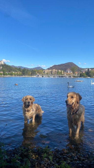 Margherita, pet sitter in Maastricht, photo 4