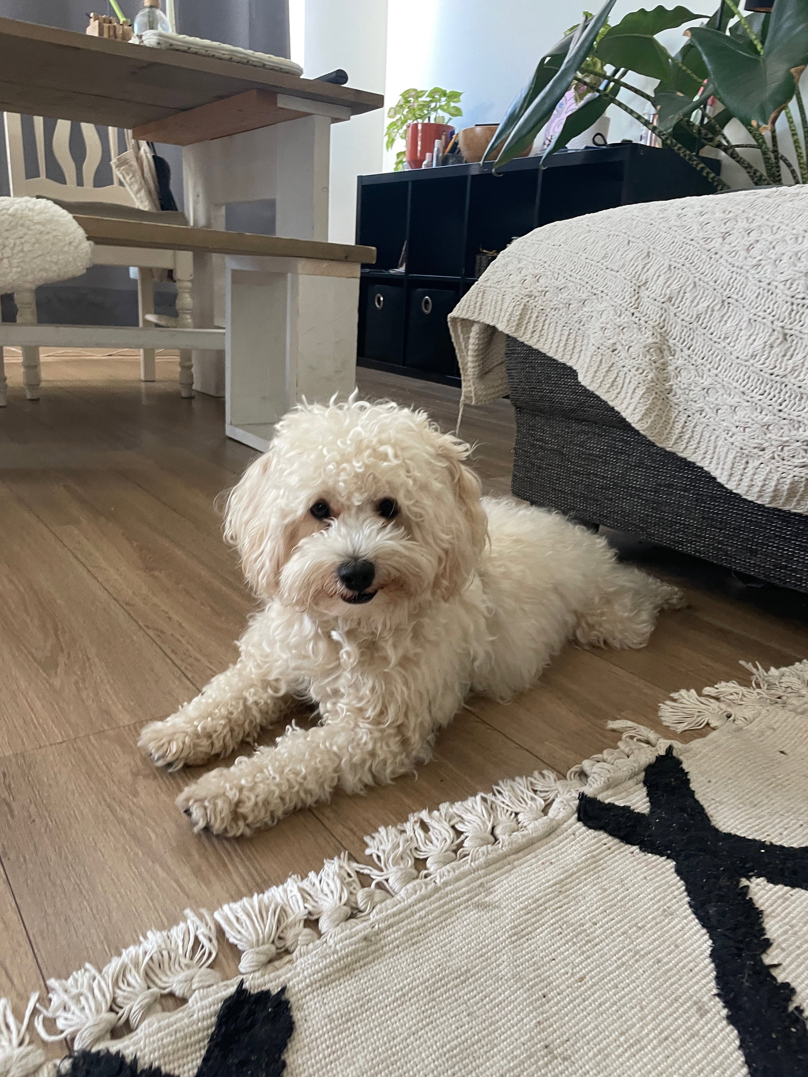 Nathalie, pet sitter in Breda, photo 2