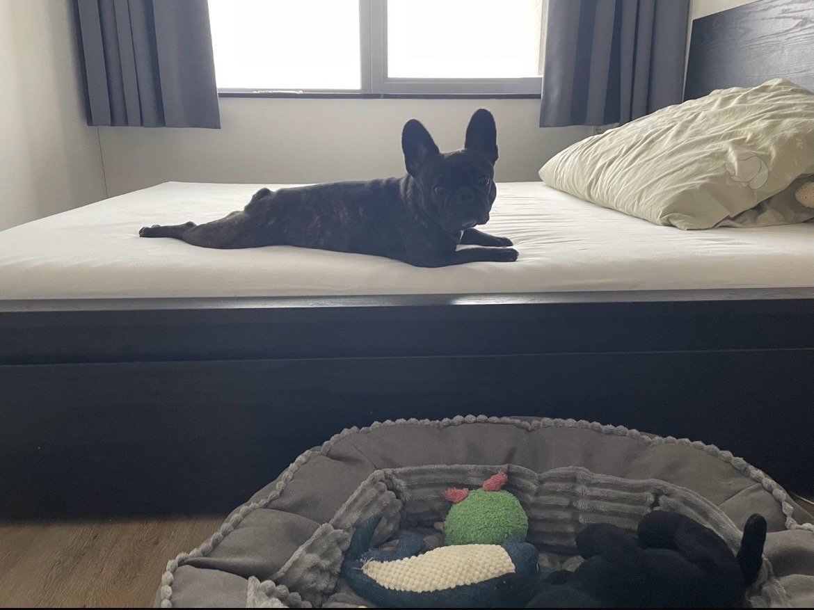 Mengfei, pet sitter in Delft, photo 3
