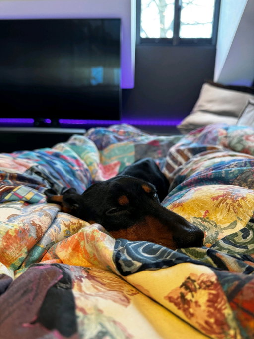 Frederico, pet sitter in Sint-Oedenrode, photo 4