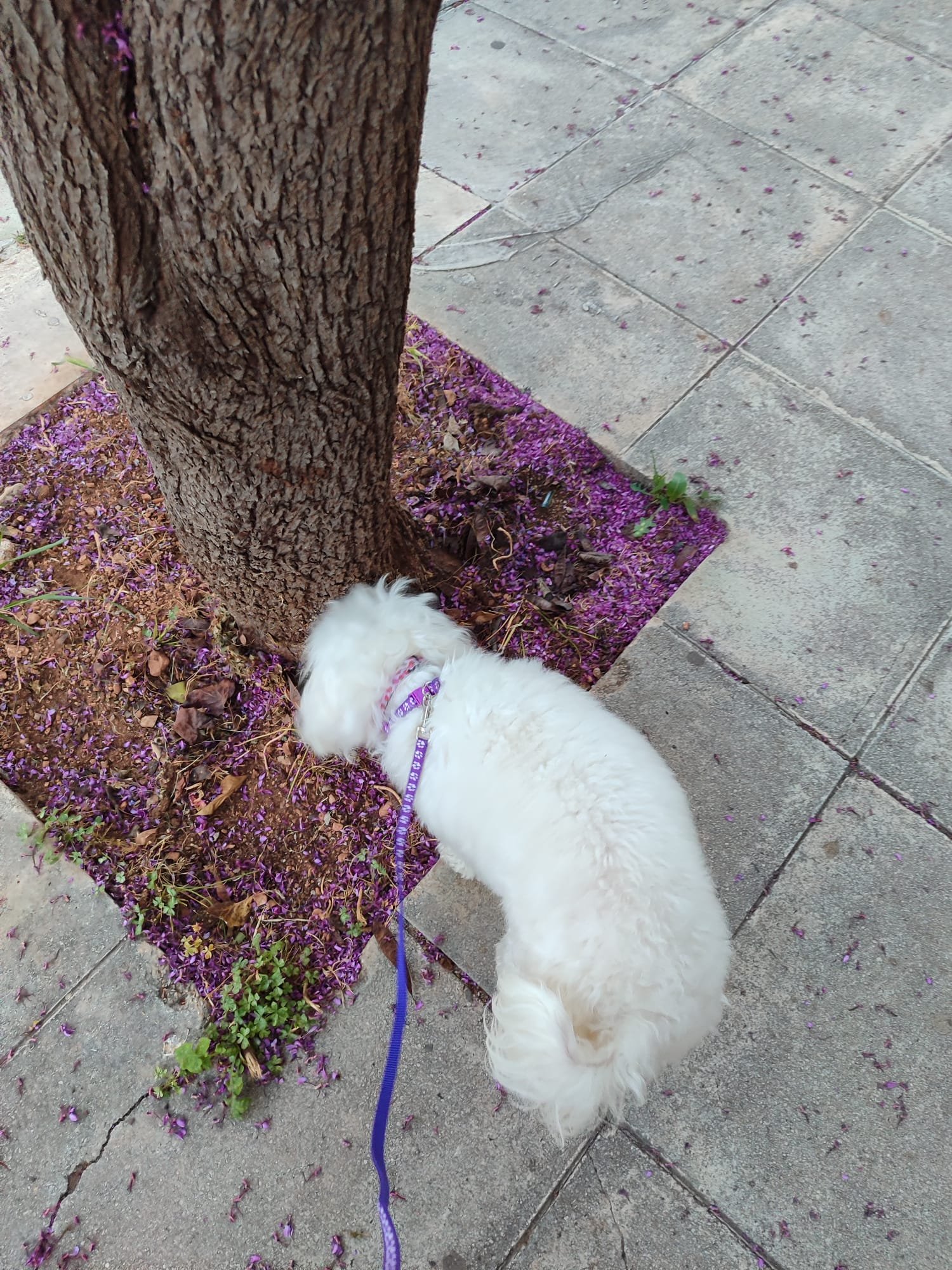 Elina, pet sitter in Wageningen, photo 3