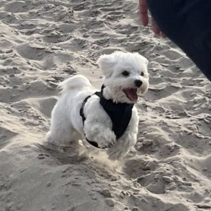 Amanda, pet sitter in Tilburg, photo 1