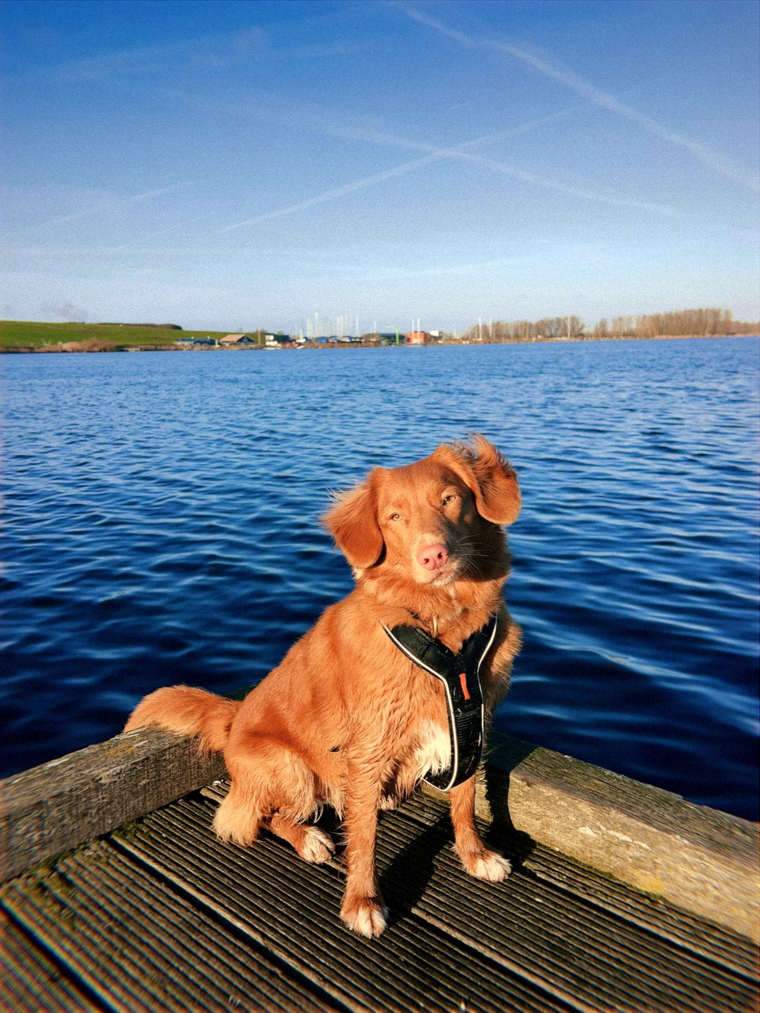Marley, dierenoppas in 's-Gravenhage, foto 5