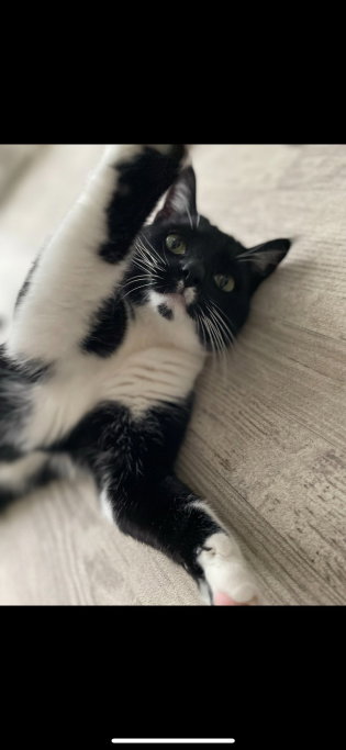 selma, pet sitter in Amsterdam, photo 3