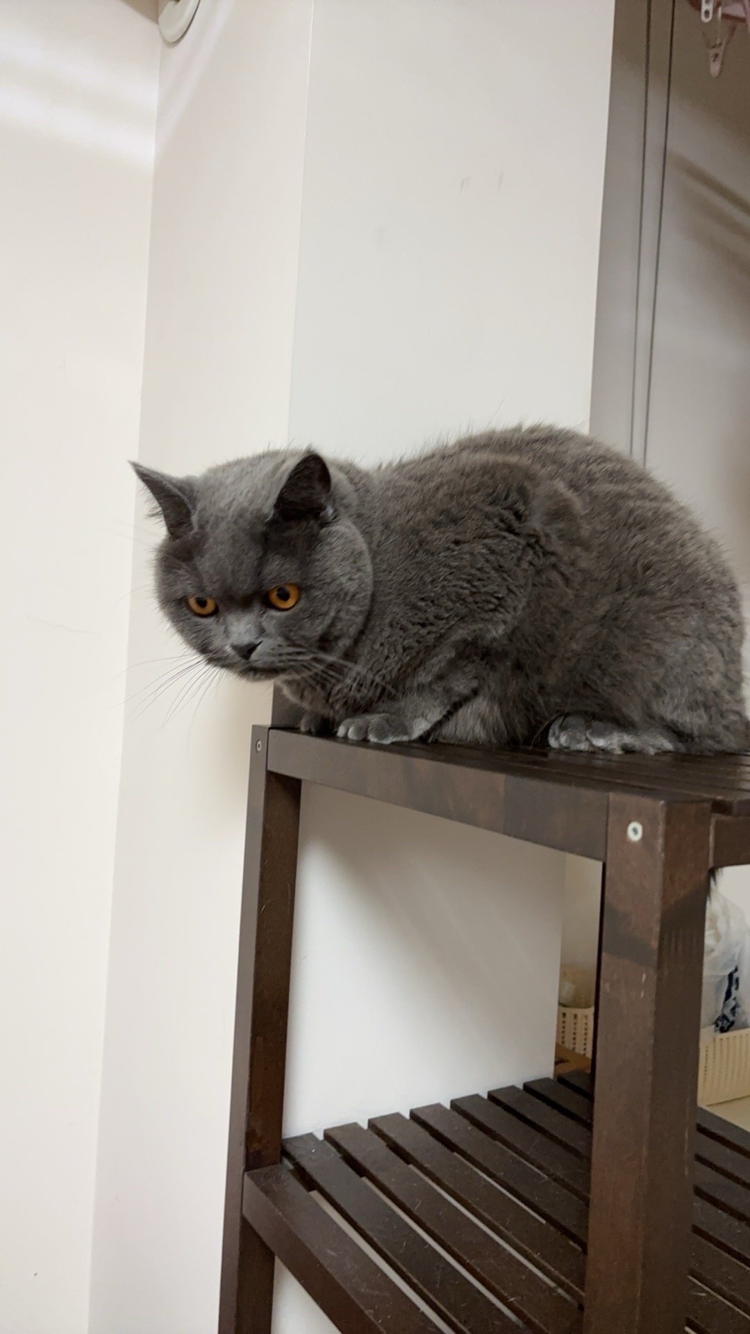 Xiaobing, pet sitter in Amsterdam, photo 2