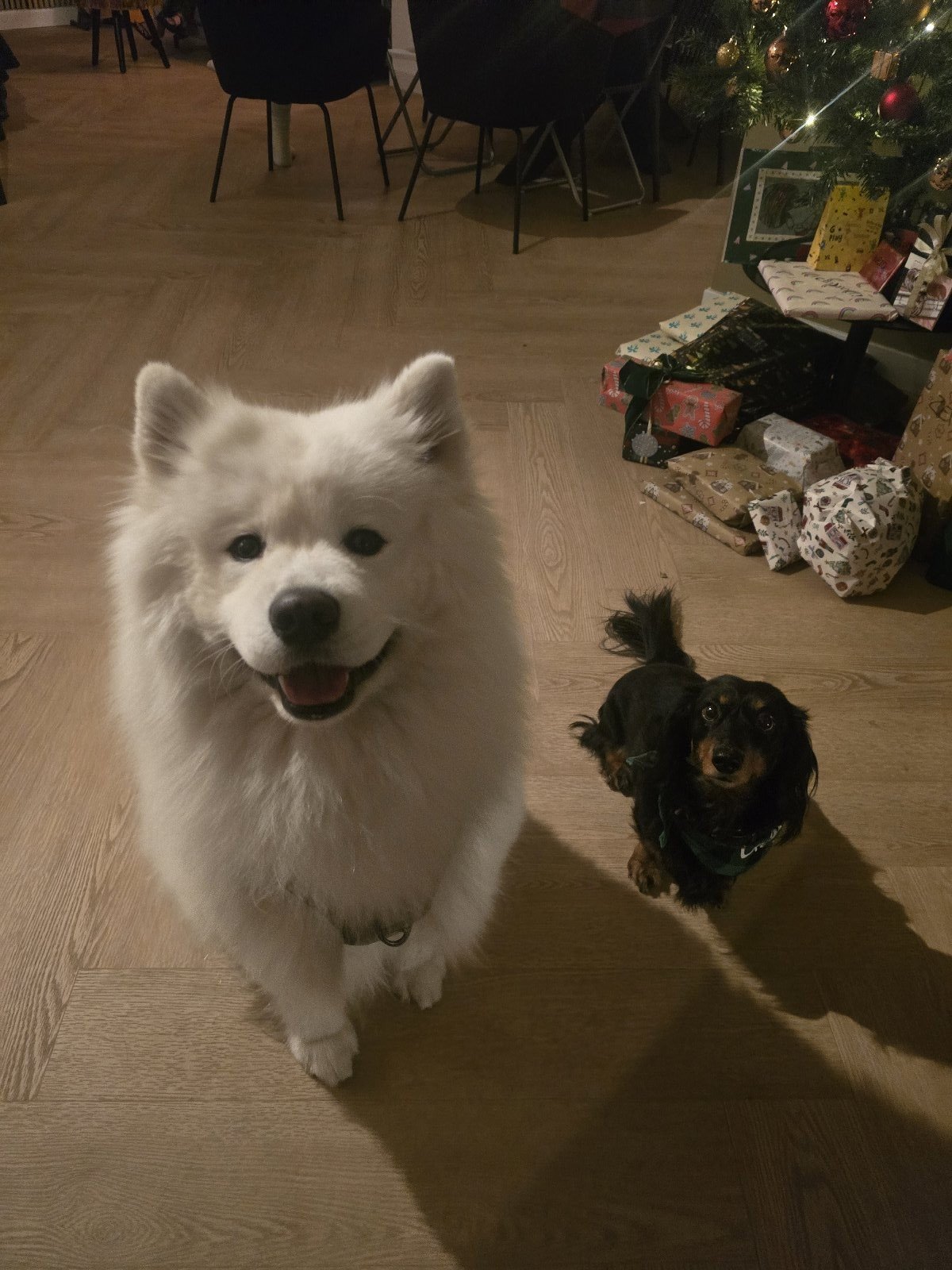 Bo, pet sitter in Tilburg, photo 3