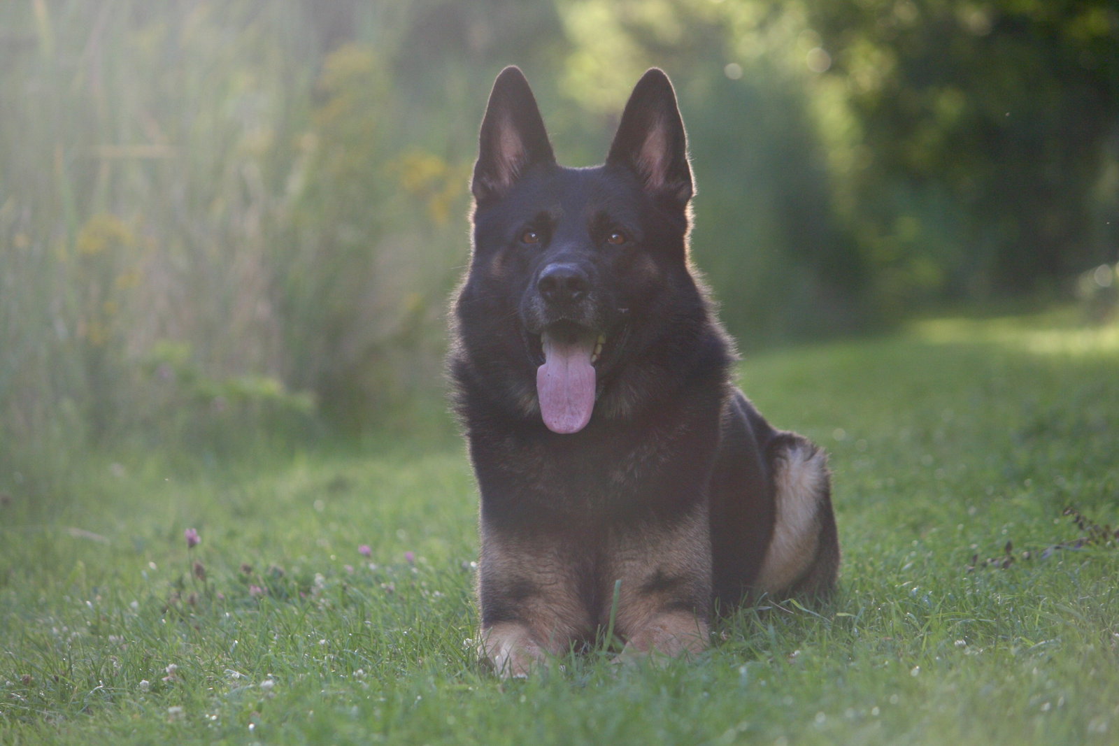 Fleur, pet sitter in Tilburg, photo 2