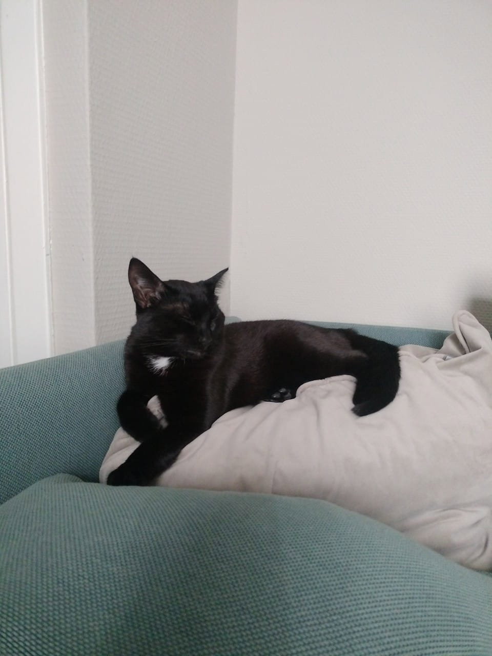 Suzanne, pet sitter in Rotterdam, photo 3