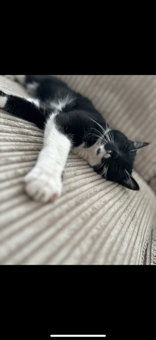 selma, pet sitter in Amsterdam, photo 2